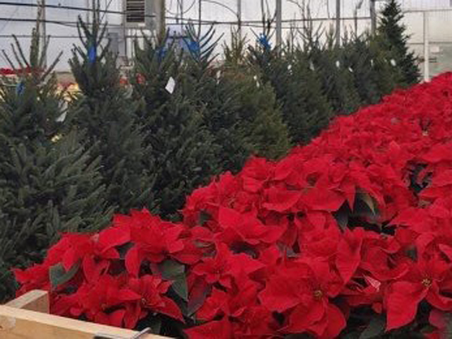 Trees and Poinsettias